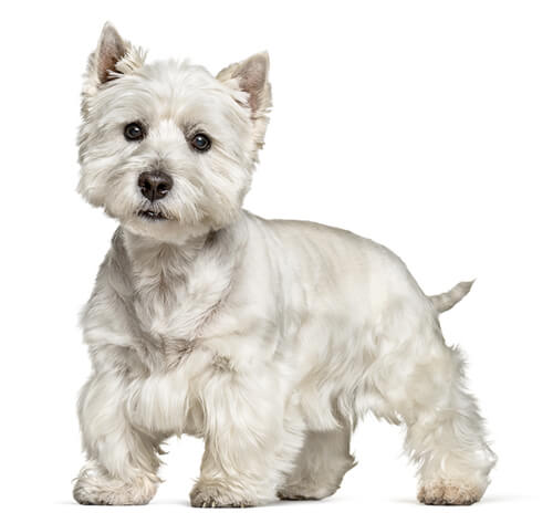 BREED Hero 0139 West Highland White Terrier 